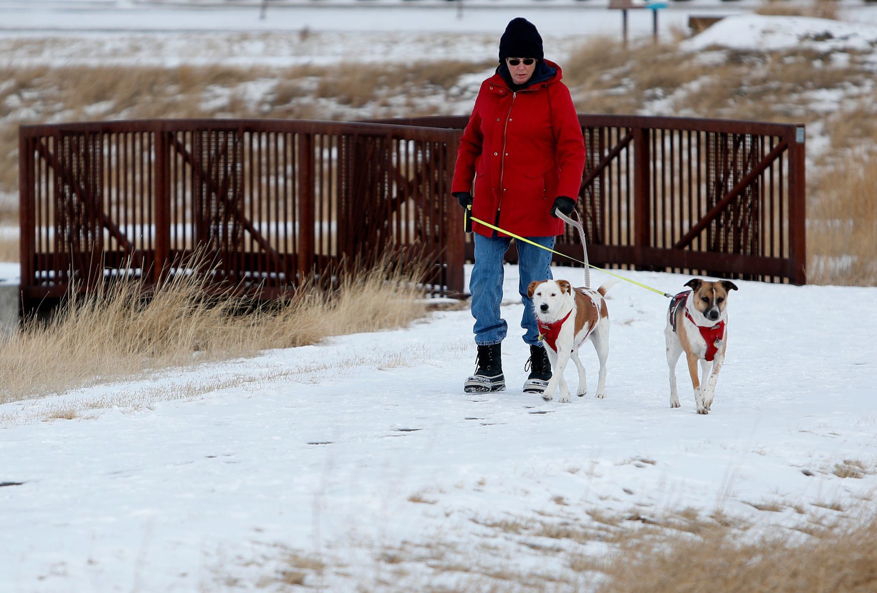 Linda Berry walks her dogs